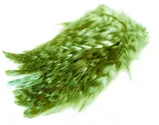 BARRED STRUNG NECK HACKLE. FL. Chartreuse