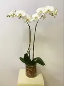 Lucent Orchids