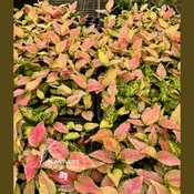 2" Aglaonema Wishes Lady Valentine Bulk 10 Pots Indoor Plant ( Case of 10 Pots)