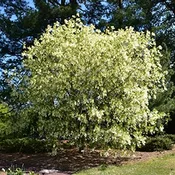 Fringe Tree, White