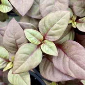Alternanthera Prince Purple 6" Pot