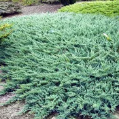 Blue Rug Juniper