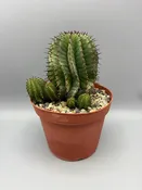 Euphorbia polygona — Desert Creations