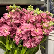 Mauve Antique Stock