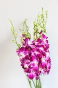 Dendrobium Orchid — CA Flowers Wholesale