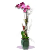 Orchid Plant