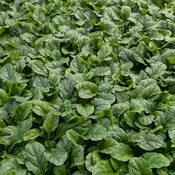 Ajuga reptans Rosea <br>(Bugleweed / Carpet Bugle) <br>Flat of 24 Cells