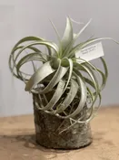 Air Plant - Xerographica | Natty Garden