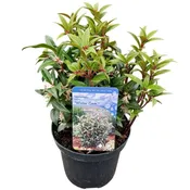 Anthony Waters (Spiraea japonica)
