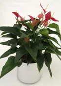 Anthurium- 10"