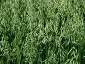 Cayuse Oat Seed