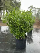 August Beauty Gardenia