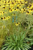 ‘Sweet as Honey’ Black Eyed Susan