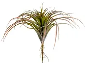 11" Tillandsia  Green Burgundy