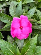 IMPATIENS NEW GUINEA ROLLER COASTER HOT PINK - 4'' POT