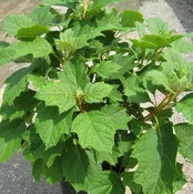 Alice Oak Leaf Hydrangea (Hydrangea quercifolia 'Alice') - 2 gallon