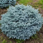 Globe Blue Spruce Shrub