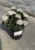 Yarrow, Vintage White #1