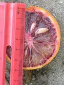 Budd Blood Orange
