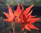 Acer palmatum 'Dixie Delight' Yellow Bark Japanese Maple