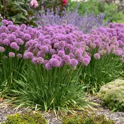 Allium, Serendipity