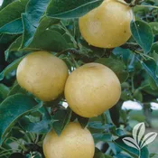 20th Century Pear