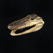 ALLIGATOR HEAD — The Strange And Unusual