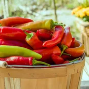 Hot Banana Pepper - Hungarian Hot Banana - Two Live Garden Plants | Non-GMO, Early Producer