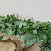 Eucalyptus & Italian Ruscus
