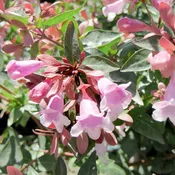 Abelia
