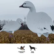 Econo Series Snow Geese