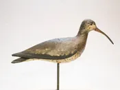 Hudsonian Curlew A