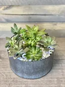 SUCCULENTS IN A VINTAGE CONTAINER