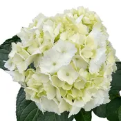 Hydrangea Select White – 40 stems per box