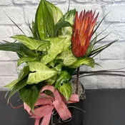 Fresh Plants
