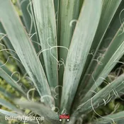 Adam's Needle (Yucca filamentosa)