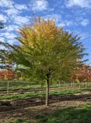 Allee® Elm | Ulmus parvifolia 'Emer ll' — Northwest Shade Trees
