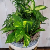 12 Inch Dish Garden