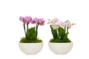 6in Espresso Orchid Garden in Ceramic 8Pk