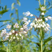 Allium cernuum ‘Falling Star’