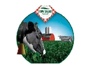 Cow Salad Corn - Short Season