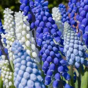 Cobalt Sea™ Muscari Blend (25 bulbs) — Hidden Springs Peony Farm