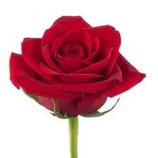 500 Red Roses