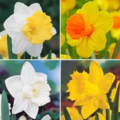Trumpet Daffodil Collection