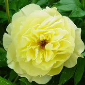 Peony - Garden Candy® Amy Jo Itoh