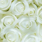 4 DOZEN WHITE ROSES (LOOSE)