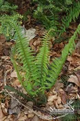 Blechnum Spicant Deer Fern 1 Gal