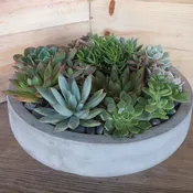 Greenwich Succulent Garden