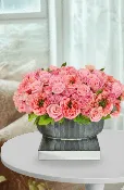 CALABASAS BLUSHING BABY