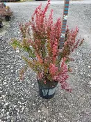Berberis 'Orange Rocket' Barberry